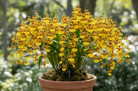 Oncidium Orchidee Blumensamen – Expert Aussaat Tips leuchtend Blüten