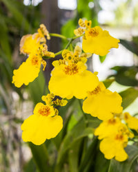 Gelb Schmetterling Orchidee Blumensamen zur Aussaat – hochwertige Qualitäts- – Traditionssorte & ohne Gentechnik Samen Hausgarten