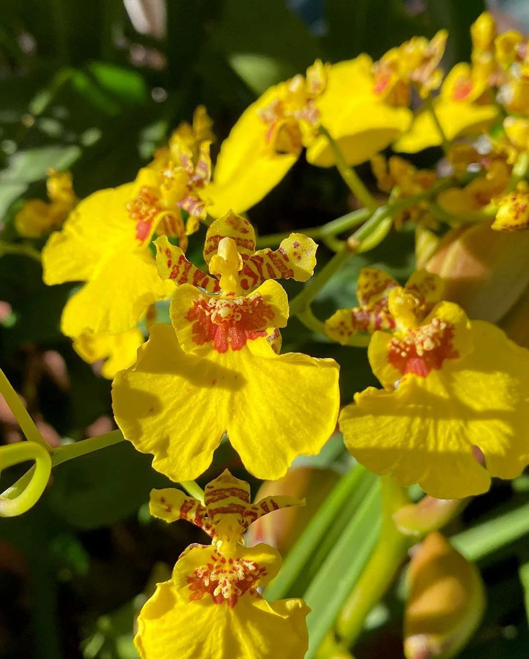 Oncidium Blumensamen zur Aussaat leuchtend Traditionssorte & ohne Gentechnik Samen Hausgarten