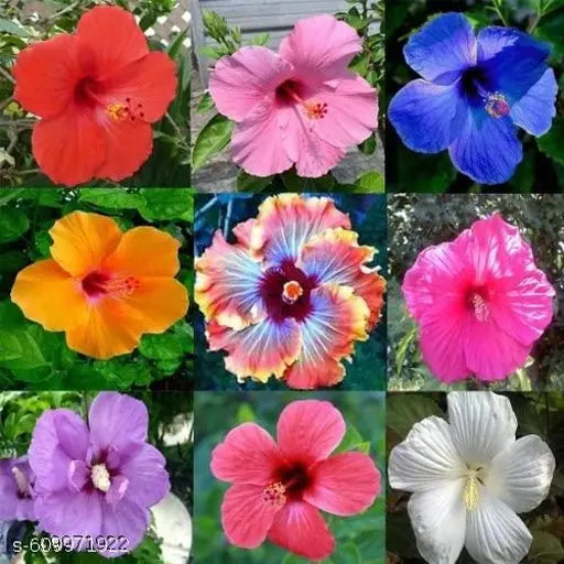 Gemischt Hibiskus Blumensamen zur Aussaat leuchtend Traditionssorte & ohne Gentechnik Samen Hausgarten