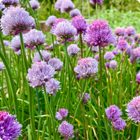 Onion Chives Samen Allium schoenoprasum Pflanze for Zuhause Gartenarbeit