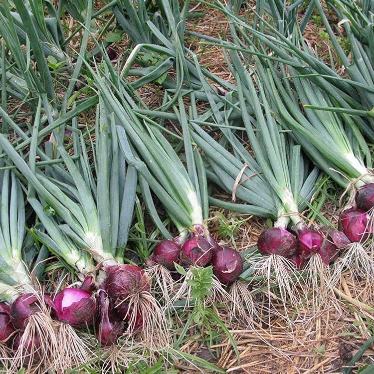 Allium cepa onion pflanze wachsend in a home garten gemüse patch