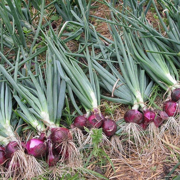 Allium cepa onion pflanze wachsend in a home garten gemüse patch