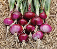 Onion samen für home garten and raised bed