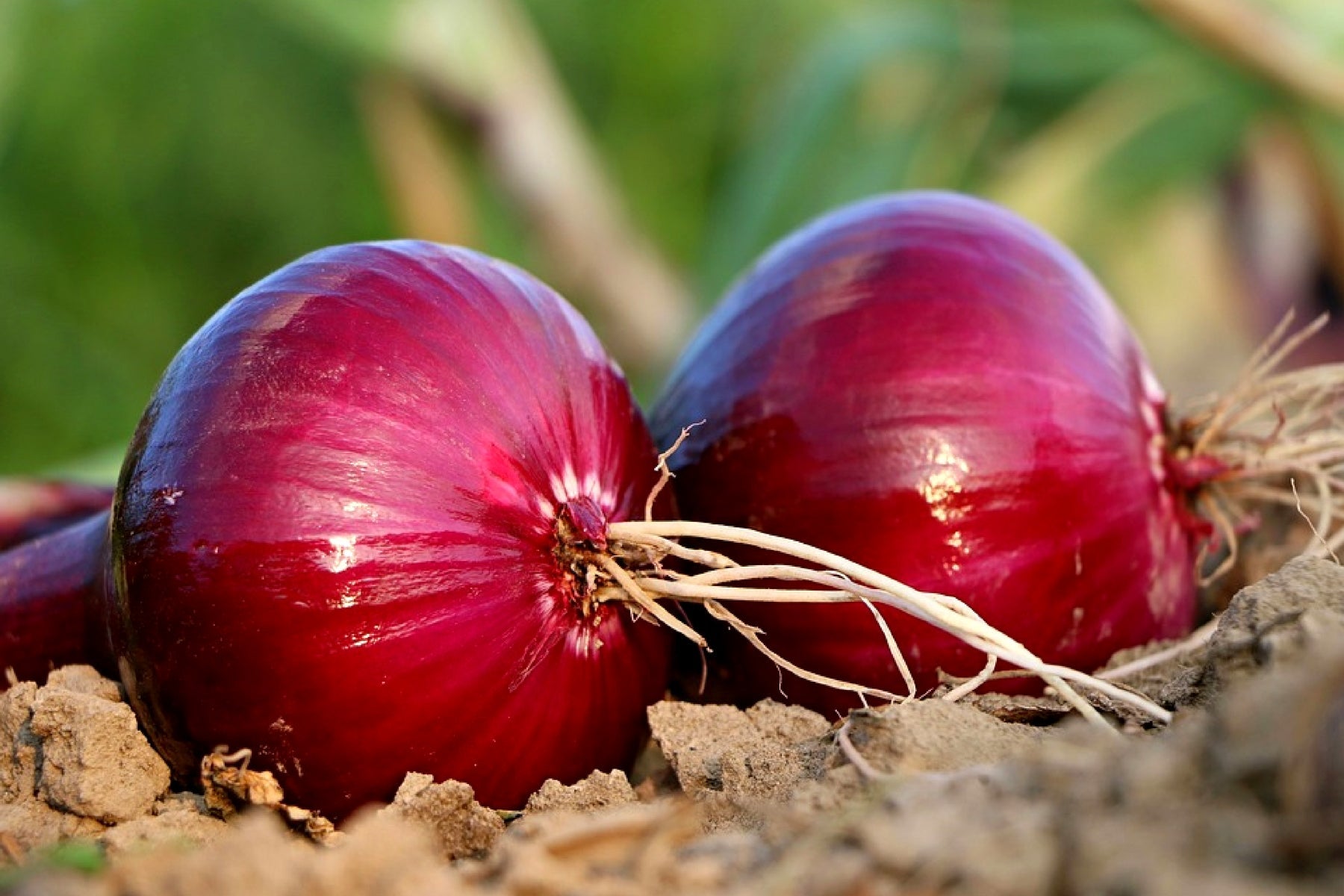 Climbing onion samen germination seedlings