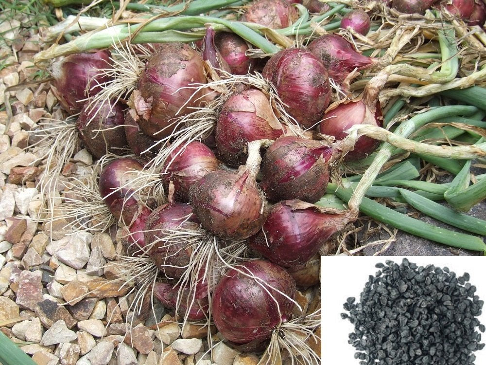 Onion samen für aussaat non gmo high yield variety