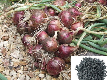 Onion samen für aussaat non gmo high yield variety