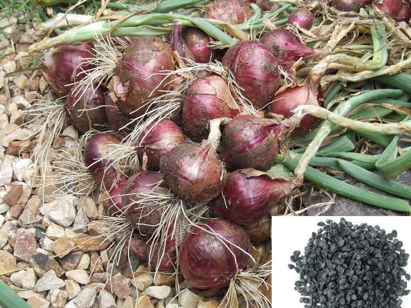 Onion samen für aussaat non gmo high yield variety