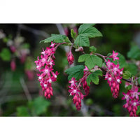 Rosa Ribes Sanguineum Blumensamen zur Aussaat – ideal Rabatten – Traditionssorte & ohne Gentechnik Samen Hausgarten