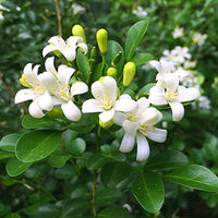 Weiß Murraya Blumensamen zur Aussaat – robust Sorte – Traditionssorte & ohne Gentechnik Samen Hausgarten