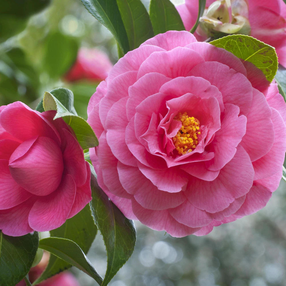 Rosa Amellia Blume Samen zur Aussaat – leuchtend Rosa Blüten für Ihren Garten