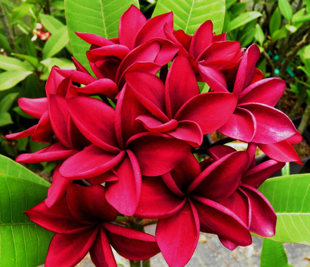 Rot Frangipani Blumensamen zur Aussaat – ideal Rabatten – Traditionssorte & ohne Gentechnik Samen Hausgarten