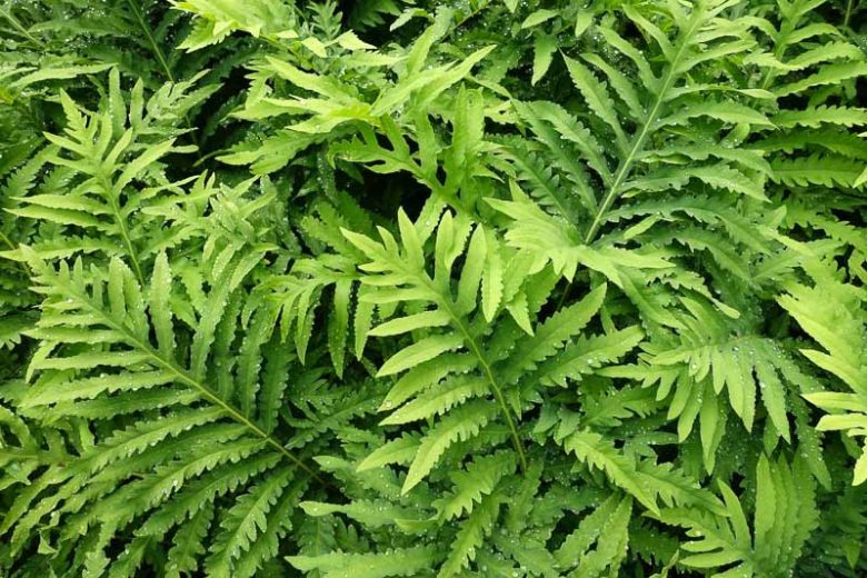 Grün Fern Spore Blumensamen zur Aussaat – saisonal Dauerblüher – Traditionssorte & ohne Gentechnik Samen Hausgarten