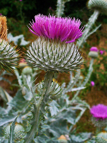 Onopordum samen for anpflanzung and easy gardening