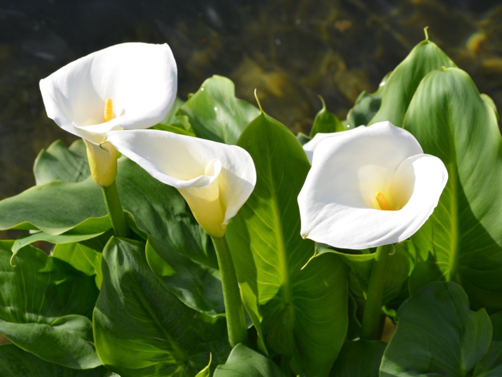 Calla Lilies Mischung Blumensamen zur Aussaat – leuchtend farbenfroh Blüten