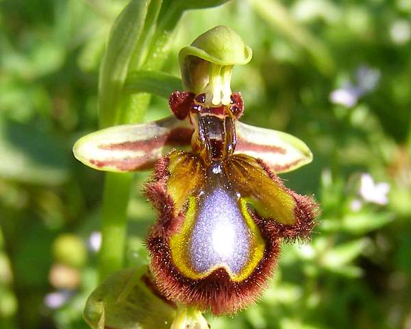 Gemischt Ophrys Speculum Samen zur Aussaat