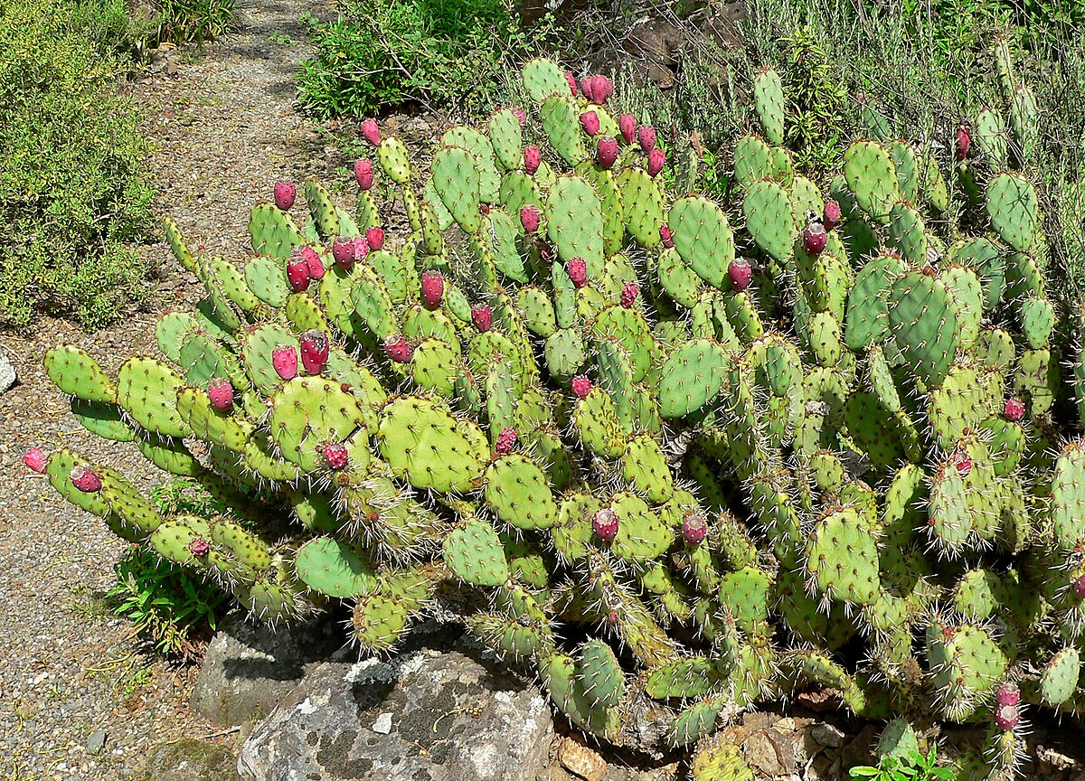 Close-up of rot opuntia ficus indica fruits