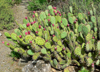 Close-up of rot opuntia ficus indica fruits