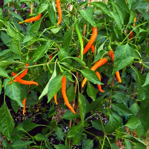 Orange Chili Gemüse Samen zum Pflanzen