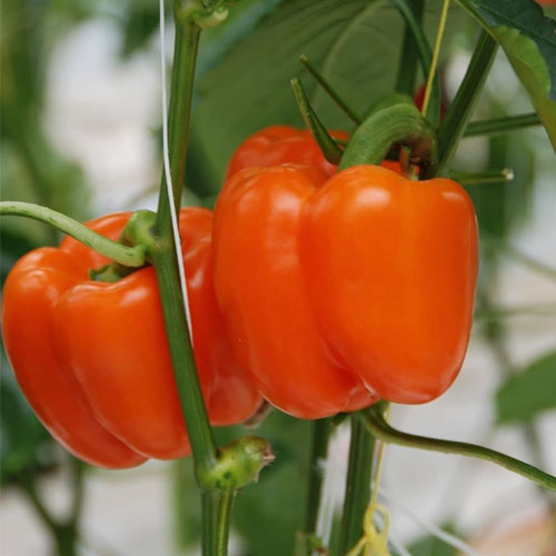 Orange Bell Pepper Gemüse Samen zum Pflanzen - Year-Round Growth