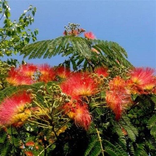 Orange albizia blume samen for anpflanzung exotic vibrant blooms