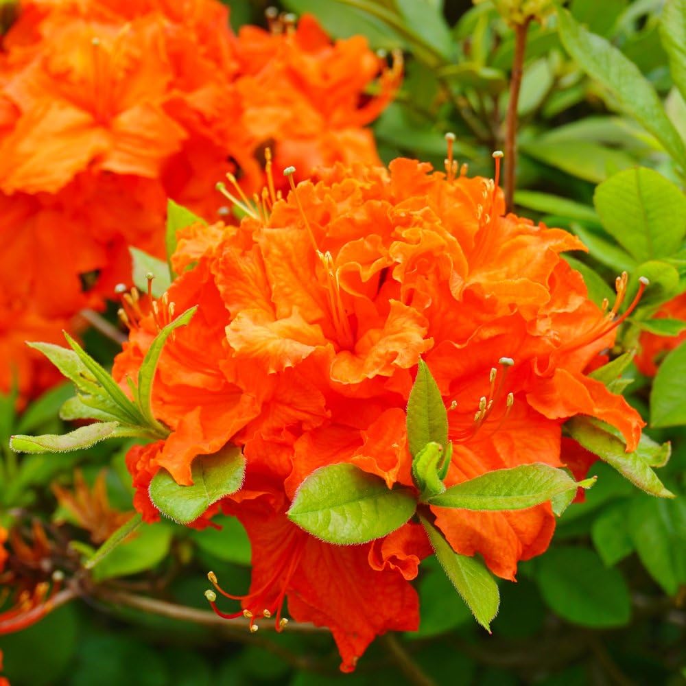 Orange azalea blume samen for anpflanzung