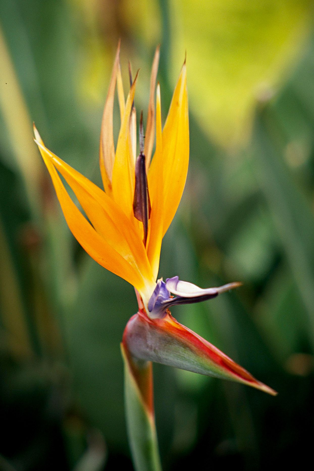 Orange Violett Paradiesvogelblume Blumensamen zur Aussaat – duftend Blüten – Traditionssorte & ohne Gentechnik Samen Hausgarten