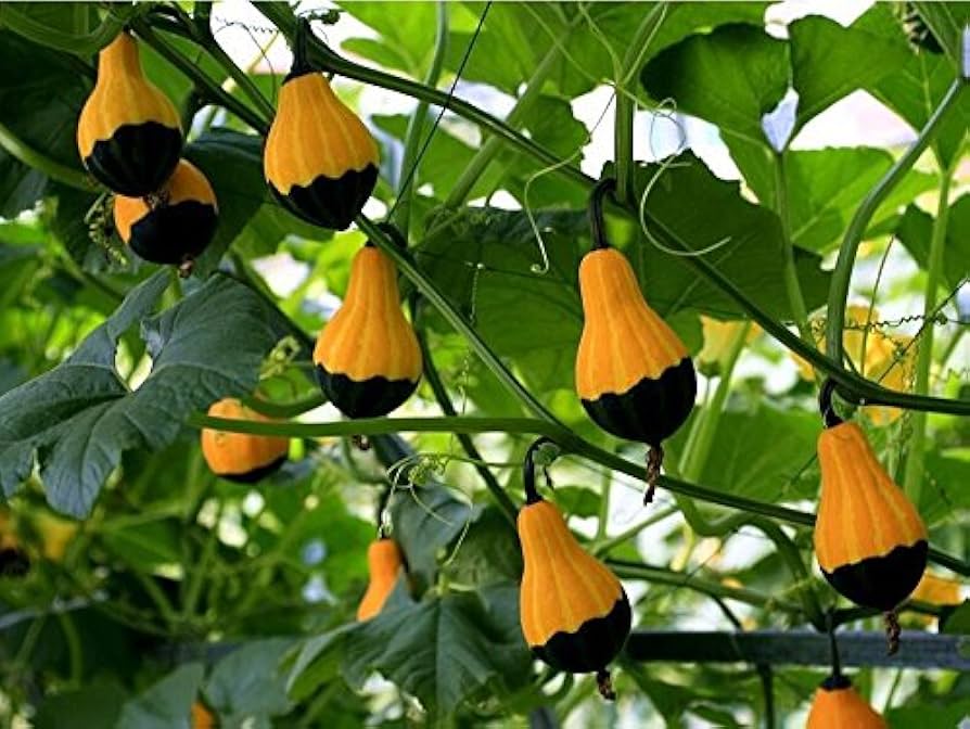 Non-gmo orange schwarze zier gourd samen für aussaat