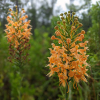 Orange butterfly orchid blume with butterfly-shaped petals