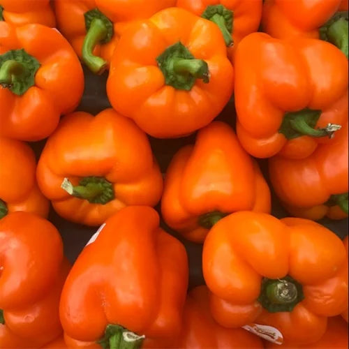 Orange Pepper Samen zum Pflanzen - Grow Vibrant Gemüse Peppers at Home