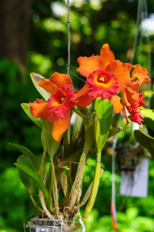 Orange Cattleya Hybrida Blumensamen zur Aussaat robust Sorte Traditionssorte & ohne Gentechnik Samen Hausgarten