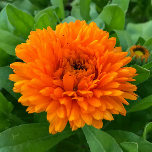 Orange china aster blume samen for anpflanzung