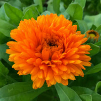 Orange china aster blume samen for anpflanzung