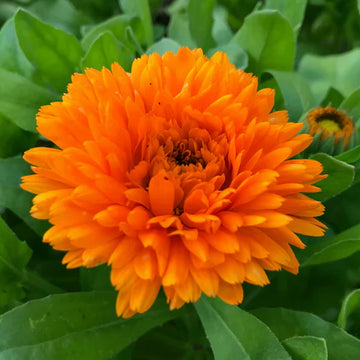 Orange china aster blume samen for anpflanzung