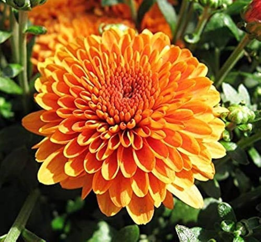 Chrysantheme Blumensamen zur Aussaat – leuchtend Blüten – Traditionssorte & ohne Gentechnik Samen Hausgarten