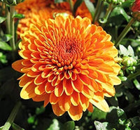 Chrysantheme Blumensamen zur Aussaat – leuchtend Blüten – Traditionssorte & ohne Gentechnik Samen Hausgarten