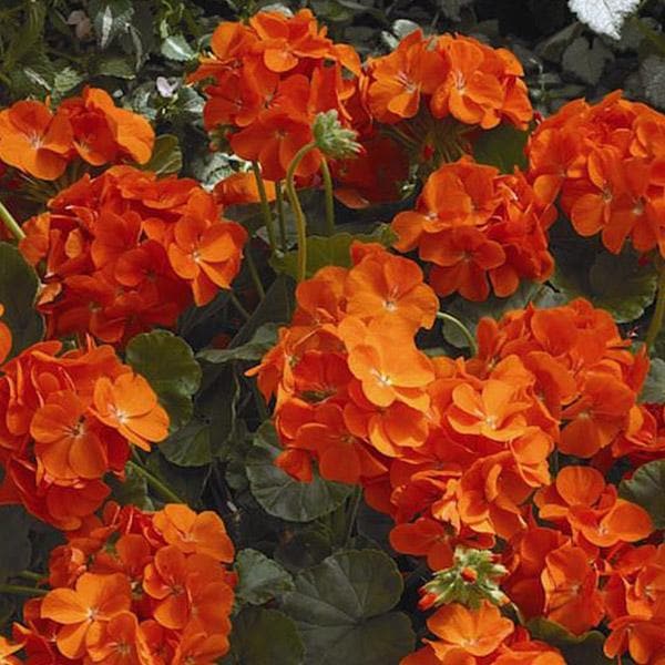 Orange climbing geranium samen for anpflanzung