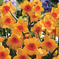 Orange daffodil blume samen for anpflanzung