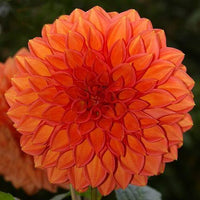 Orange dahlia blume samen for anpflanzung