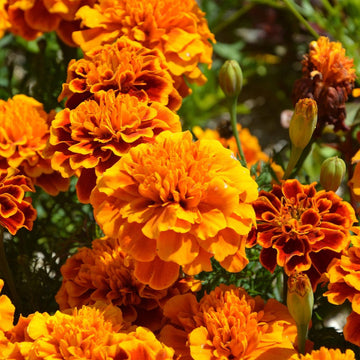 Orange carnations blume samen for anpflanzung - shade tolerant, heirloom & gmo free samen for home garten
 
 sale for anpflanzung in home garten