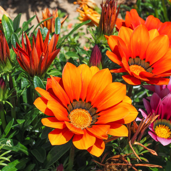 Orange gazania blume samen for vibrant garten anpflanzung
