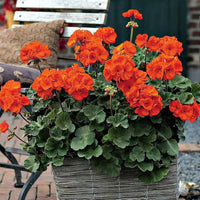 Orange geranium blume samen