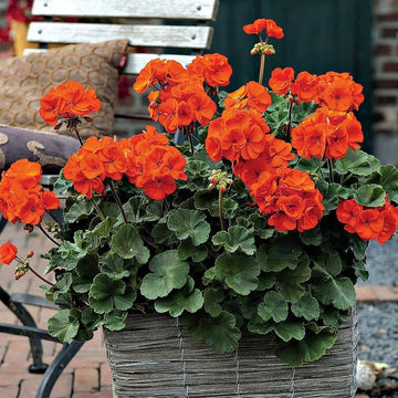 Orange geranium blume samen