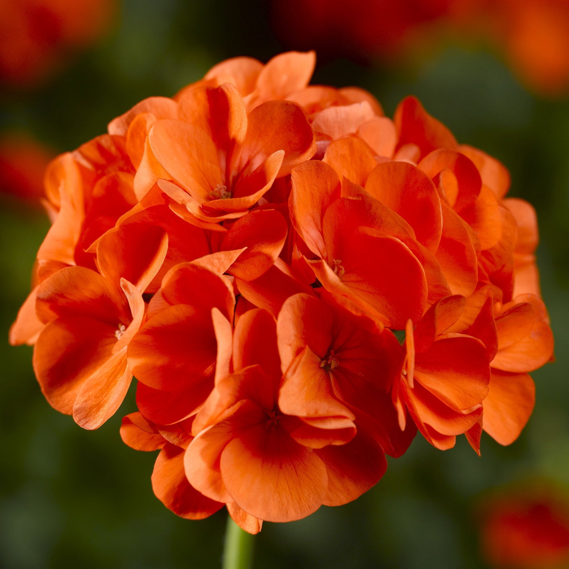 Orange geranium blume samen for vibrant garten anpflanzung