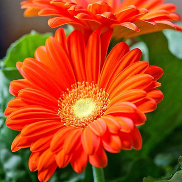 Orange gerbera blume samen for anpflanzung
