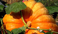 Orange riesige pumpkin samen für aussaat non gmo