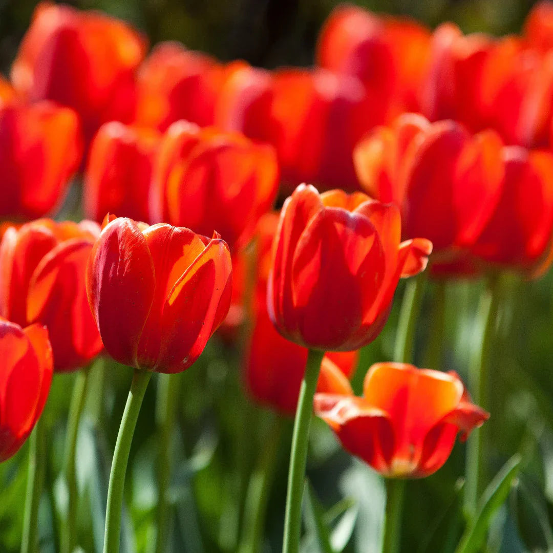Orange gray tulip blumen in garten bed