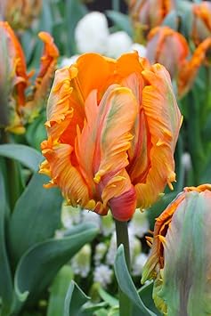 Orange gray tulip blume samen for anpflanzung