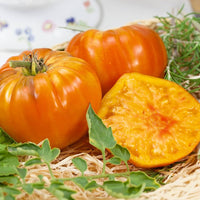 Amana orange tomatoes wachsend on pflanze