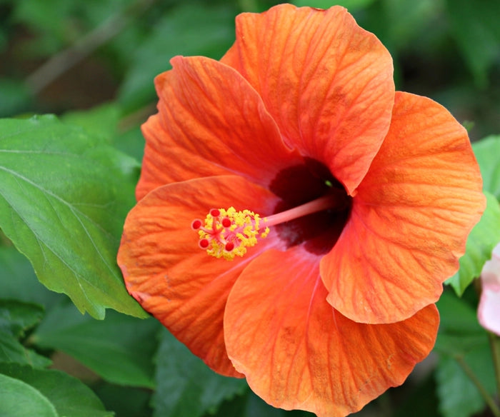 Orange Hibiskus Blumensamen – leuchtend Blüten Traditionssorte & ohne Gentechnik Samen Hausgarten